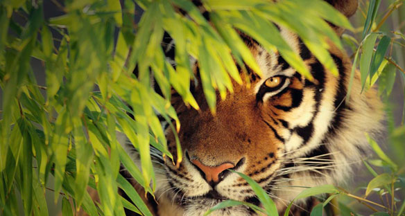 bengal-tiger-sundarbans