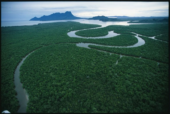 Mangrove Sarawak