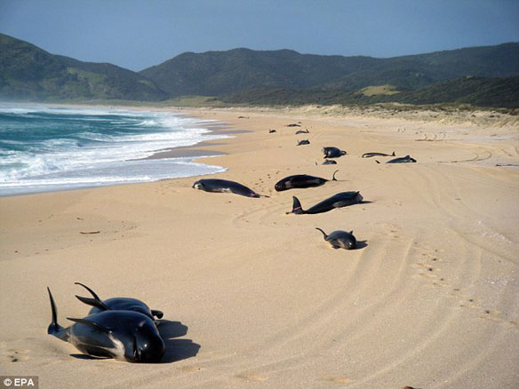 New Zealand Beached Whales