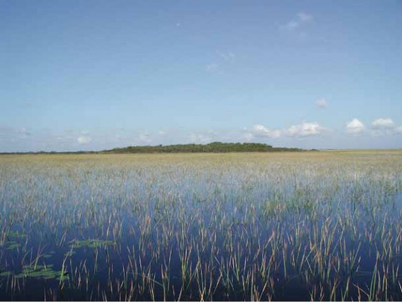 tree-island-sofia-everglades