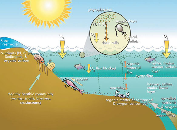 Hypoxic zone