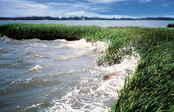 coastal wetlands sea level rise