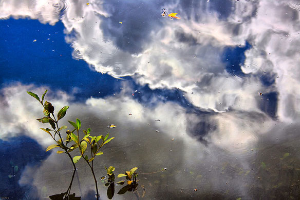 mangrove trees