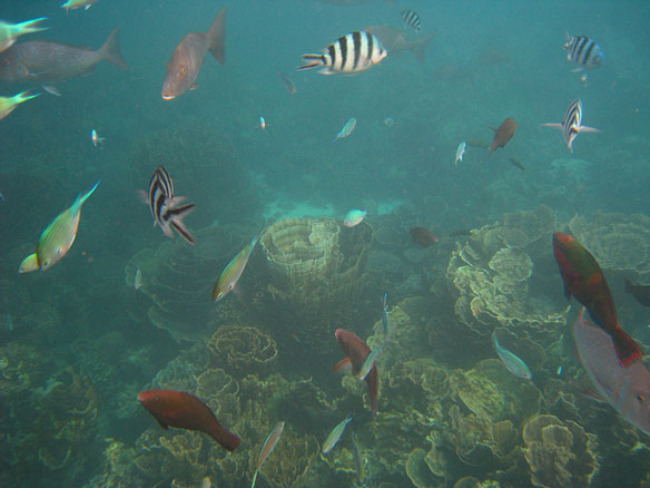 ningaloo coral