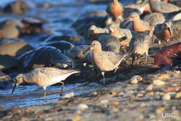 redknots-shorebirds-forage
