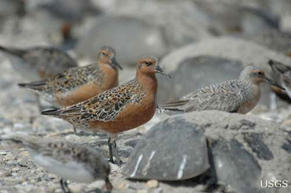 redknots shorebirds