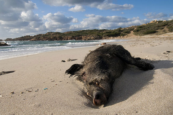 sangliers plage