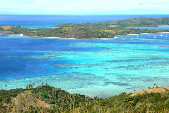 fiji coral