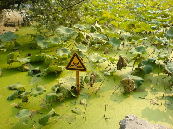 green-algae-china