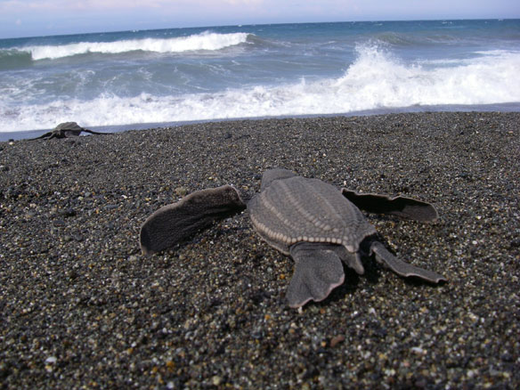 leatherback turtles
