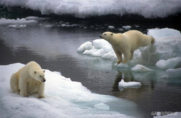 polar-bears-greenpeace