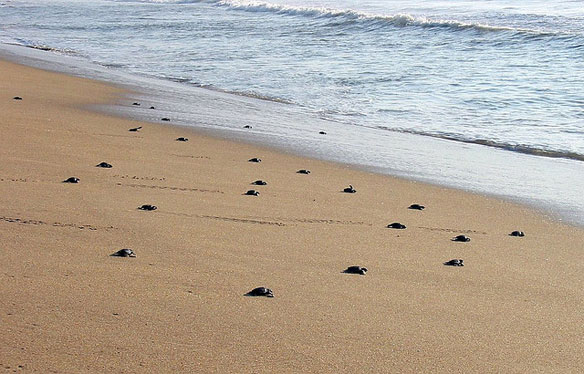 turtles-olive-ridley-india