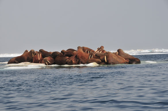 walruses usgs