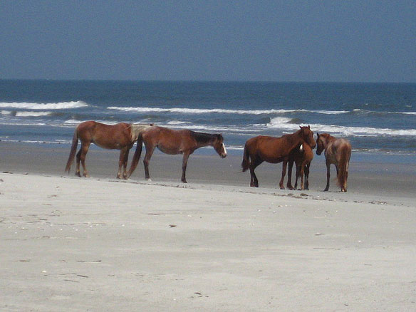 wild-horses-atlantic-coast