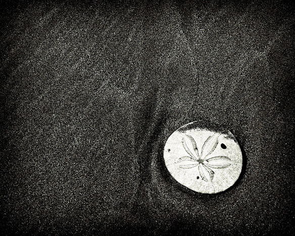 sand-dollar