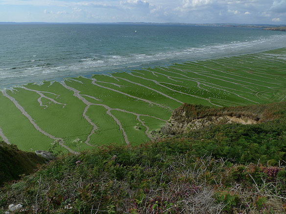 algues vertes plages