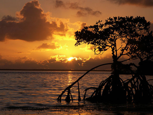 florida-keys-mangrove