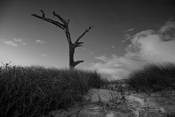 only tree