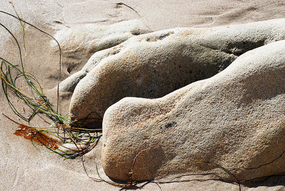 whale bones beach