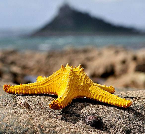 yellow starfish