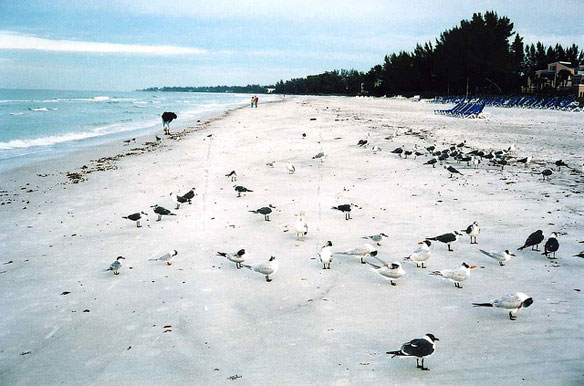 longboat-key-beach