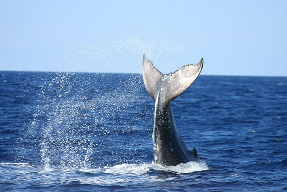 whale
