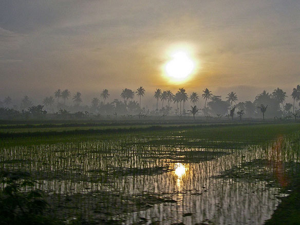 deforestation sumatra
