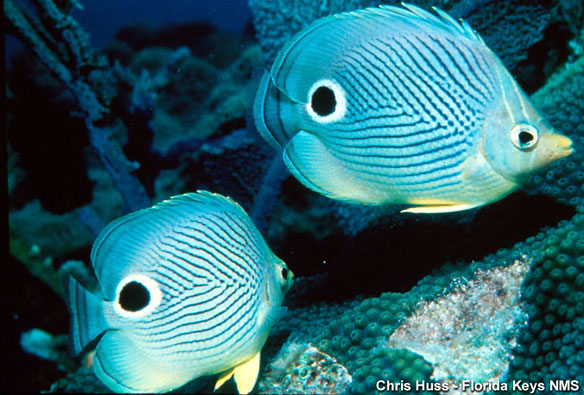 butterflyfish-nasa