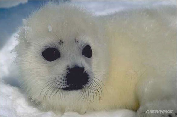 harp seal climate change