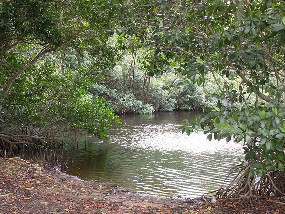 salwater wetland 