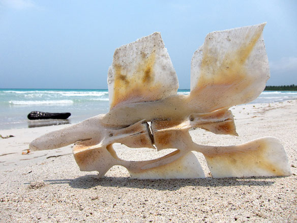 whale bone