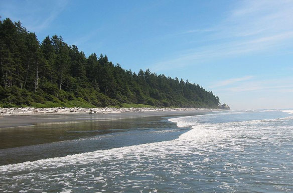 coastal-forest-oregon