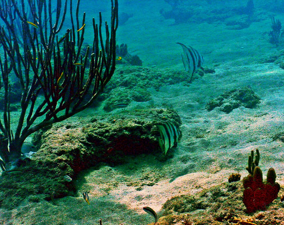 coral-reef-ft-lauterdale