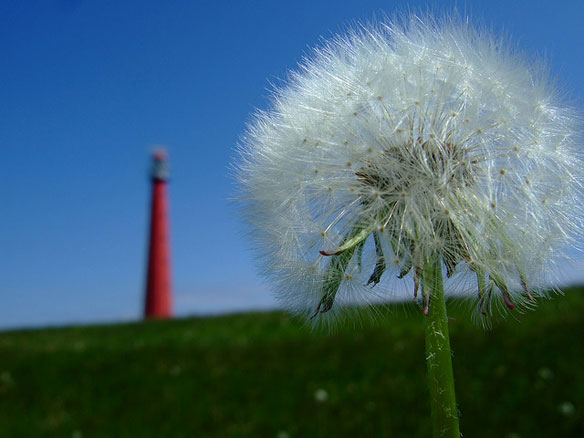 wind energy