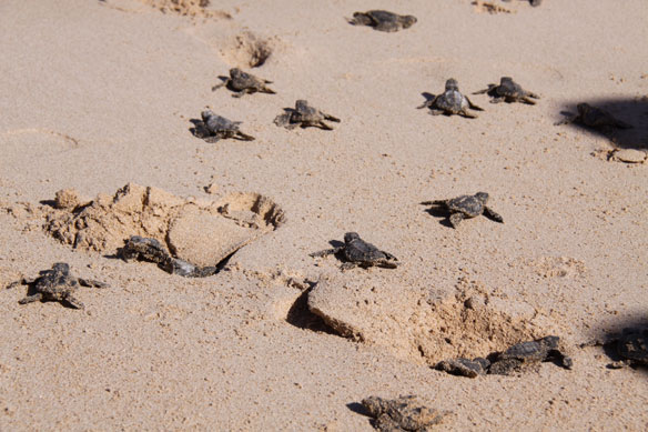 sea-turtles