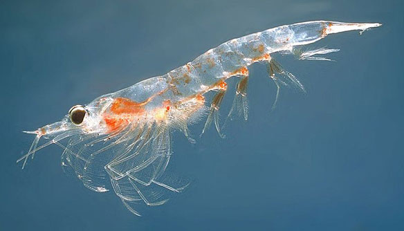 zooplankton