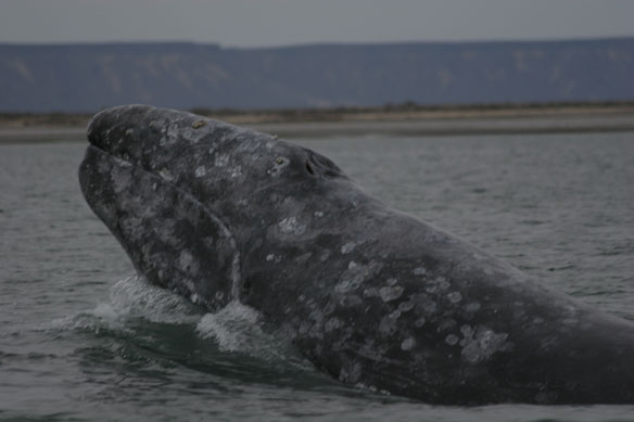 gray-whale-noaa