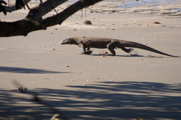 komodo-island