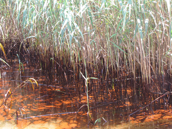 oiled-marshes-noaa