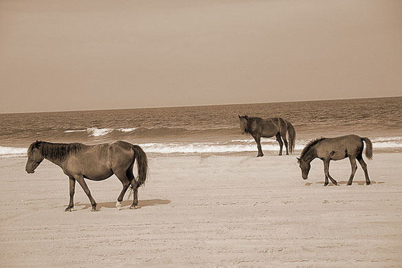 corolla-beach-wild-horses