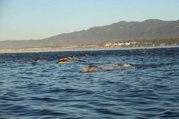 dolphins-california-coast