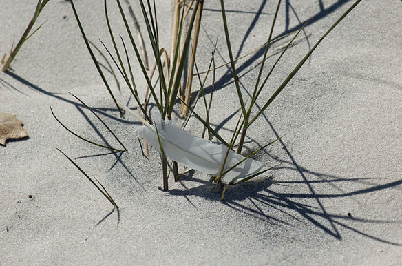 feather-white