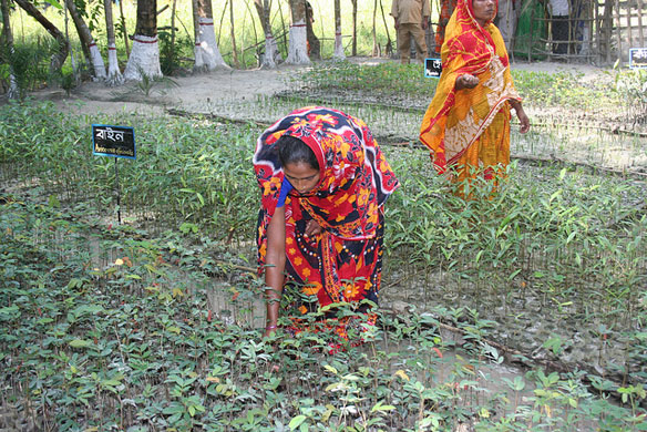 mangrove-bangladesh