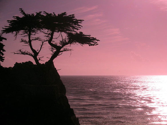 pebble-beach-lone-tree