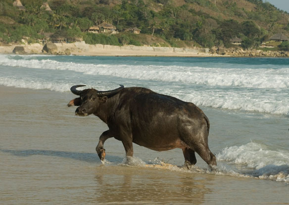 buffle-indo