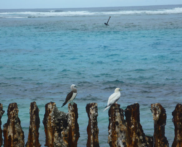 french-frigate-shoals