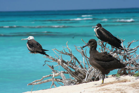 french-frigate-shoals-birds