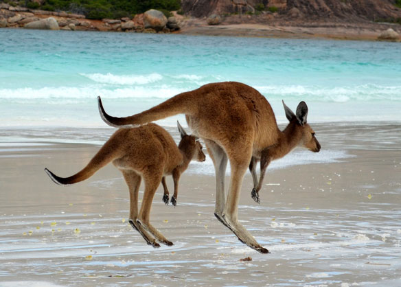 kangourous-australie