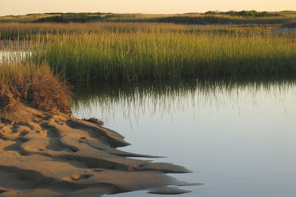 salt-marshes