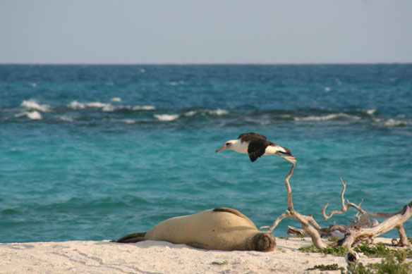 tern-island